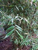 phyllostachys bambusoides tanakae